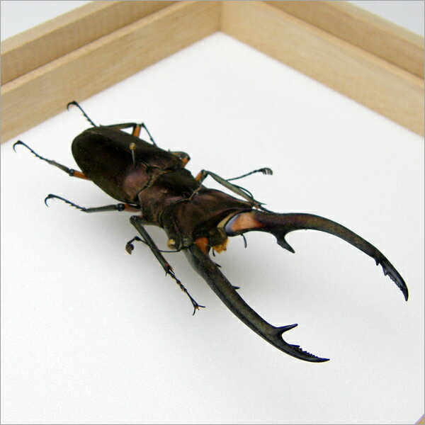 昆虫標本 エラフスホソアカクワガタ 桐箱20.5×15.5cm 3