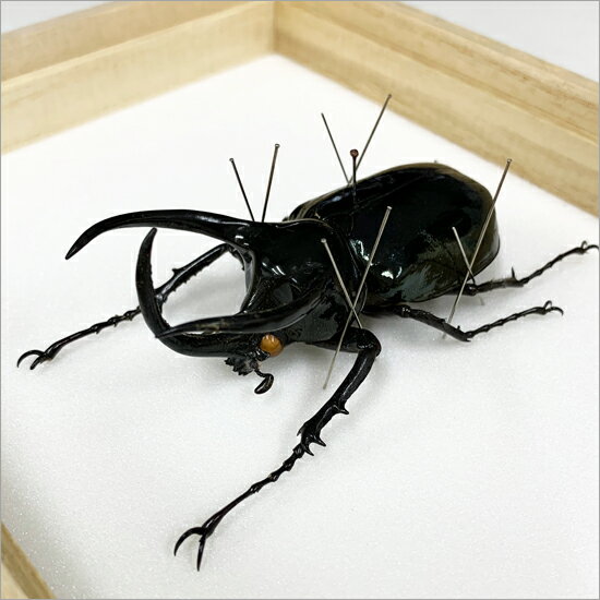 昆虫標本 アトラスカブト 桐箱20.5×15.5cm