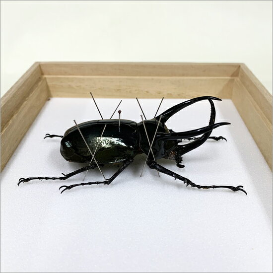 昆虫標本 アトラスカブト 桐箱20.5×15.5cm