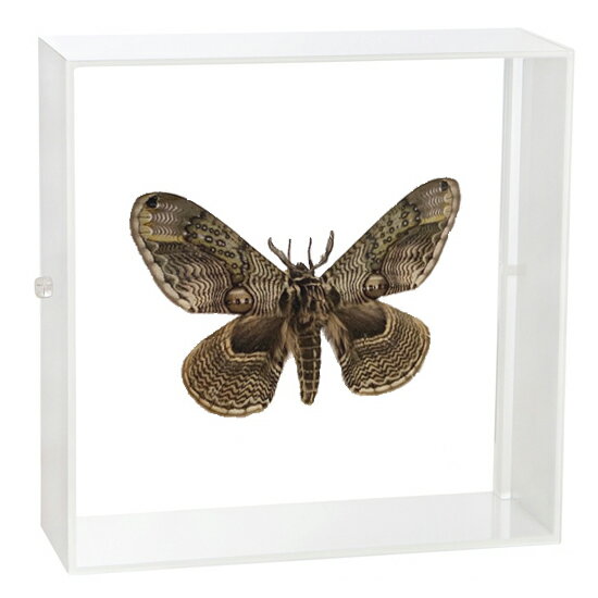 昆虫標本 蝶の標本 イボタガ アクリルフレーム 15cm角 白