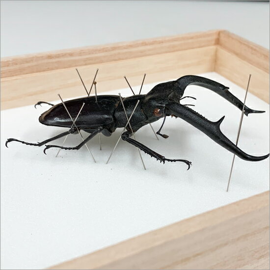 ����ɸ�� �ޥ�ǥ��֥�ꥹ�ե��ޥ����塞�� ��Ȣ20.5��15.5cm