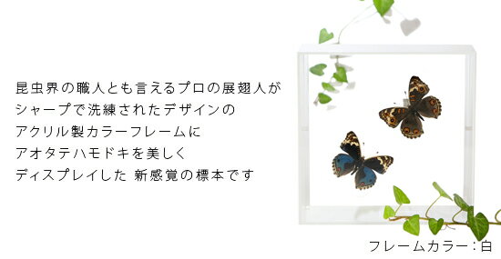 昆虫標本 蝶の標本 アオタテハモドキ 2頭 アクリルフレーム 15cm角 白 2