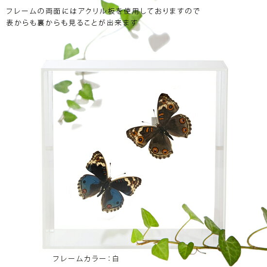 ����ɸ�� ĳ��ɸ�� �������ƥϥ�ɥ� 2Ƭ �������ե졼�� 15cm�� ��
