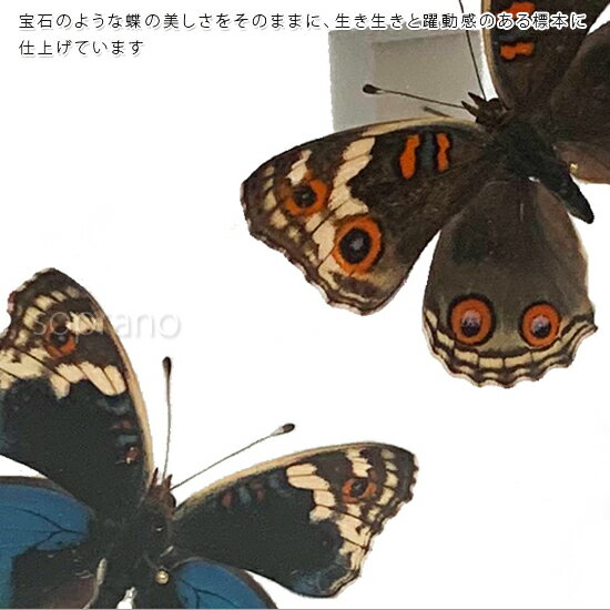 昆虫標本 蝶の標本 アオタテハモドキ 2頭 メタリック調ライトフレーム 19cm角 2