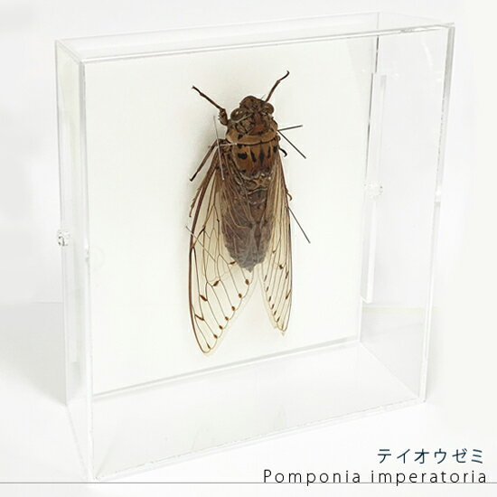 昆虫標本 テイオウゼミ アクリルフレーム 15cm角 透明