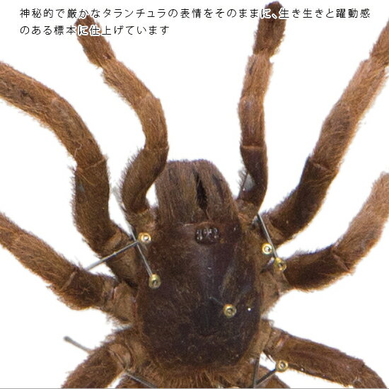 昆虫標本 タランチュラ メタリック調ライトフレーム 15×12cm 3