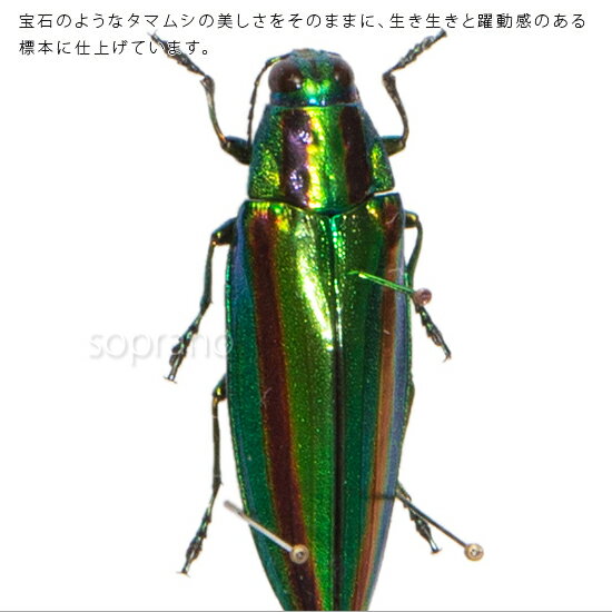 昆虫標本 タマムシ メタリック調ライトフレーム 15×12cm 3