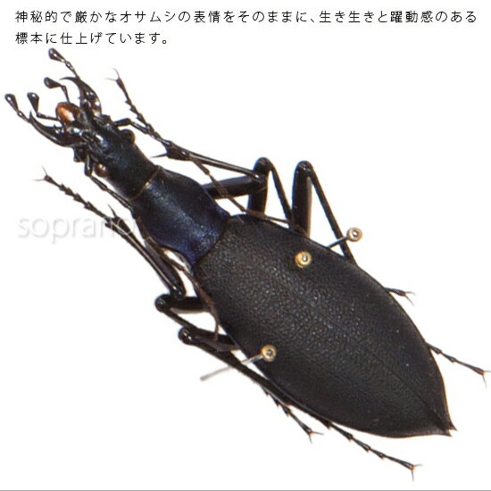 昆虫標本 マイマイカブリ メタリック調ライトフレーム 15×12cm 3