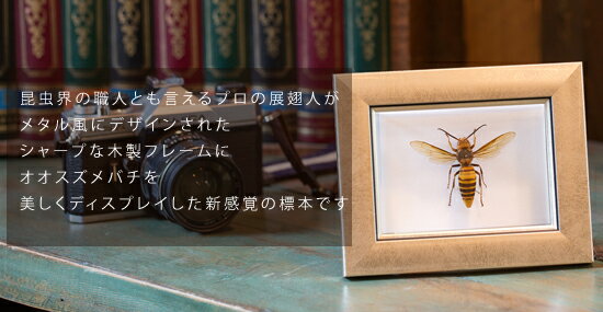 昆虫標本 オオスズメバチ メタリック調ライトフ...の紹介画像2