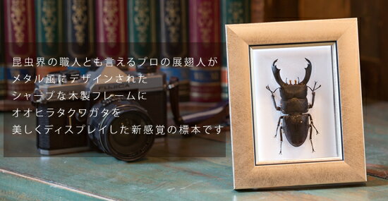 昆虫標本 オオヒラタクワガタ メタリック調ライ...の紹介画像2