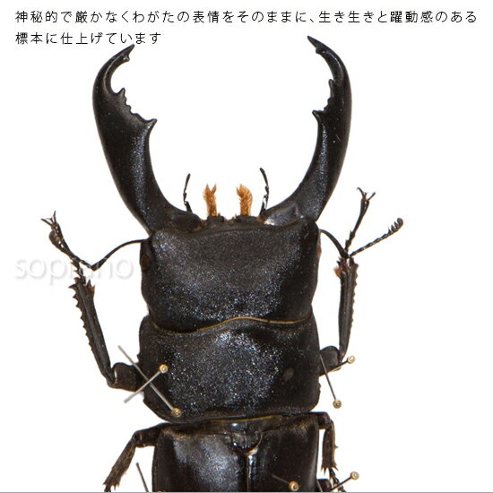 昆虫標本 オオヒラタクワガタ メタリック調ライ...の紹介画像3