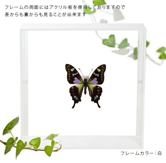 ����ɸ�� ĳ��ɸ�� �ߥ��������ޥ� �������ե졼�� 15cm�� ��