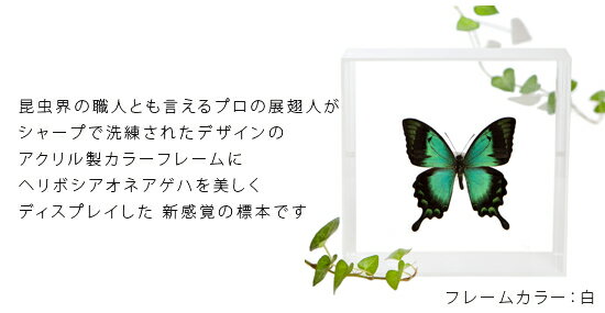 昆虫標本 蝶の標本 ヘリボシアオネアゲハ アク...の紹介画像2