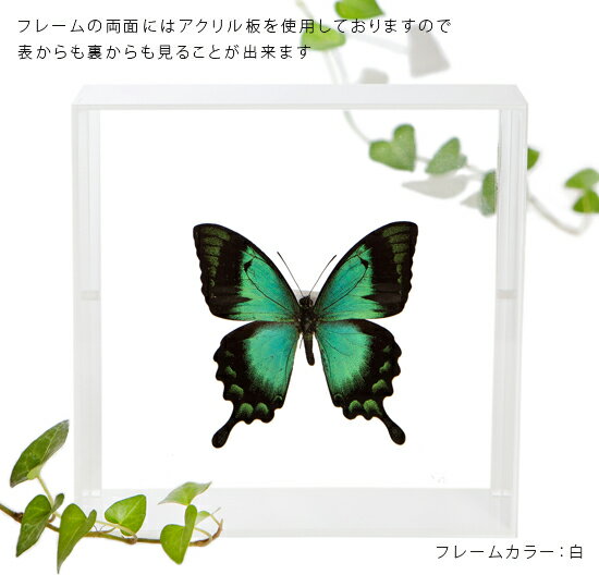 昆虫標本 蝶の標本 ヘリボシアオネアゲハ アク...の紹介画像3
