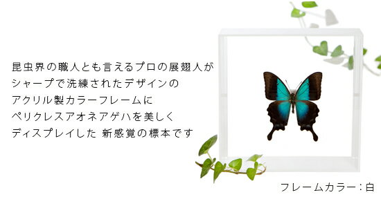 昆虫標本 蝶の標本 ペリクレスアオネアゲハ アクリルフレーム 15cm角 白 2