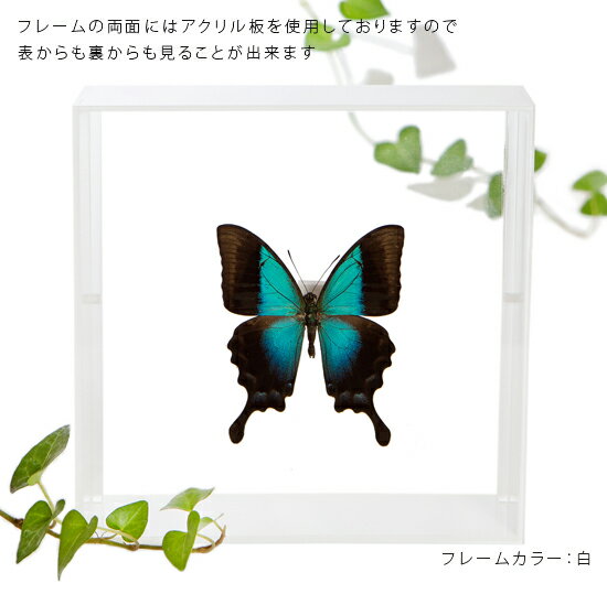 昆虫標本 蝶の標本 ペリクレスアオネアゲハ アクリルフレーム 15cm角 白 3