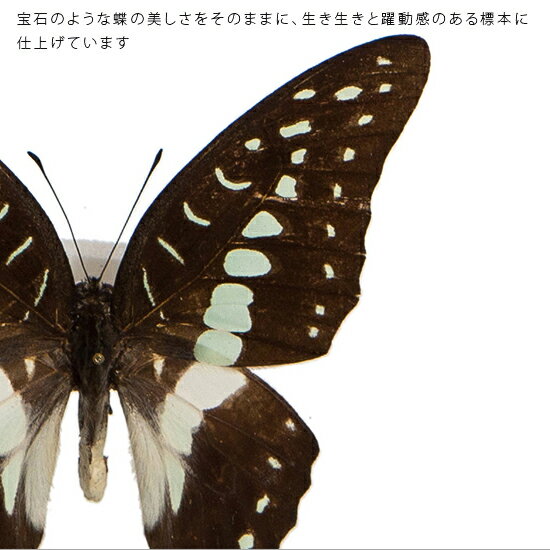 昆虫標本 蝶の標本 ミナミミカドアゲハ メタリック調ライトフレーム 19cm角 2