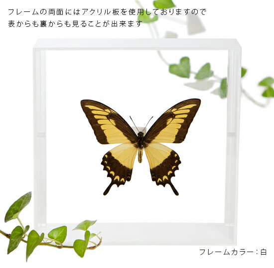 昆虫標本 蝶の標本 リコフロンアゲハ アクリルフレーム 15cm角 黒 3