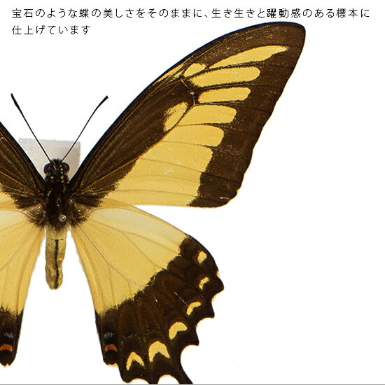 昆虫標本 蝶の標本 リコフロンアゲハ メタリック調ライトフレーム 19cm角