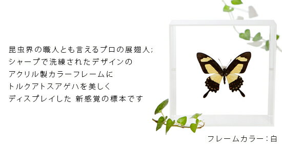 昆虫標本 蝶の標本 トルクアトスアゲハ アクリ...の紹介画像2