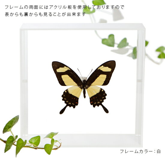 昆虫標本 蝶の標本 トルクアトスアゲハ アクリ...の紹介画像3