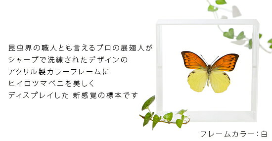 ソプラノの昆虫標本 蝶の標本 ヒイロツマベニ アクリルフレーム 15cm角 白｜アングル2