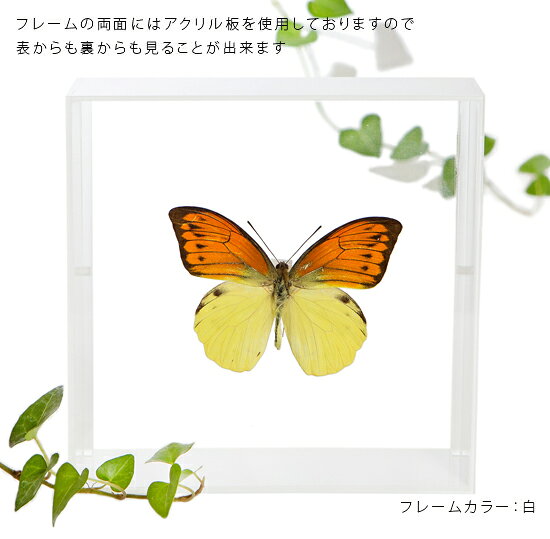 ソプラノの昆虫標本 蝶の標本 ヒイロツマベニ アクリルフレーム 15cm角 白｜アングル3