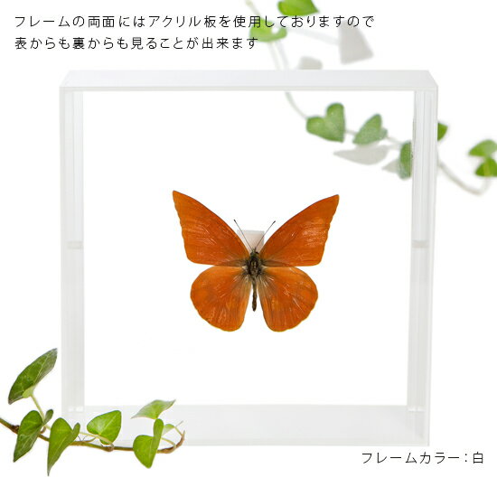 ����ɸ�� ĳ��ɸ�� �����٥˥������祦 �������ե졼�� 15cm�� ��