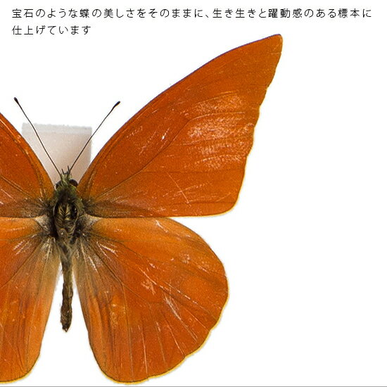 昆虫標本 蝶の標本 オオベニシロチョウ メタリック調ライトフレーム 19cm角 2