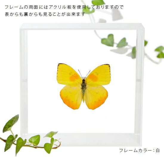 ����ɸ�� ĳ��ɸ�� �����������������祦 �������ե졼�� 15cm�� ��