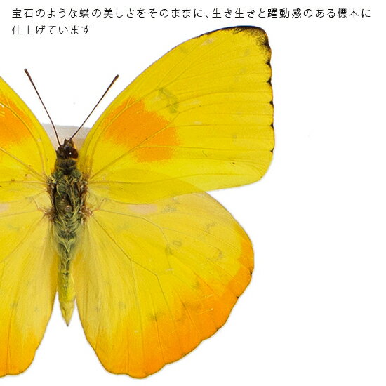 昆虫標本 蝶の標本 オオウスキシロチョウ メタリック調ライトフレーム 19cm角 2