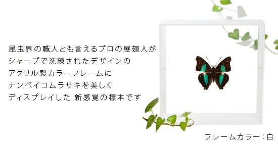 昆虫標本 蝶の標本 ナンベイコムラサキ アクリルフレーム 15cm角 黒 2