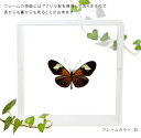昆虫標本 蝶の標本 エラートドクチョウ アクリルフレーム 15cm角 白 3