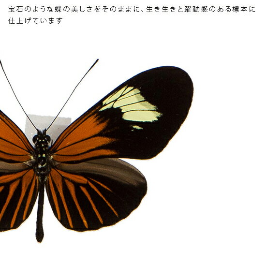 昆虫標本 蝶の標本 エラートドクチョウ メタリ...の紹介画像2