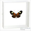 昆虫標本 蝶の標本 エラートドクチョウ アクリルフレーム 15cm角 白 1