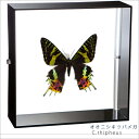 昆虫標本 蝶の標本 オオニシキツバメガ アクリルフレーム 15cm角 黒