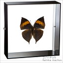 昆虫標本 蝶の標本 コノハチョウ アクリルフレーム 15cm角 黒