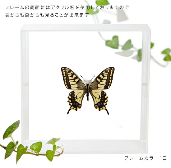 昆虫標本 蝶の標本 キアゲハ アクリルフレーム 15cm角 白 3
