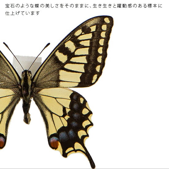 昆虫標本 蝶の標本 キアゲハ メタリック調ライトフレーム 19cm角 2