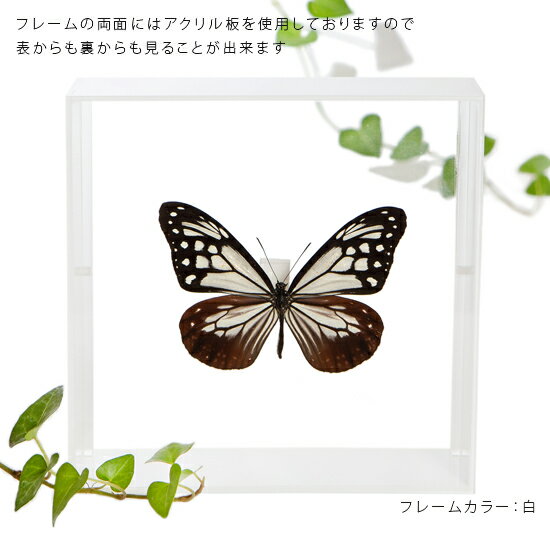 昆虫標本 蝶の標本 アサギマダラ アクリルフレーム 15cm角 白 3