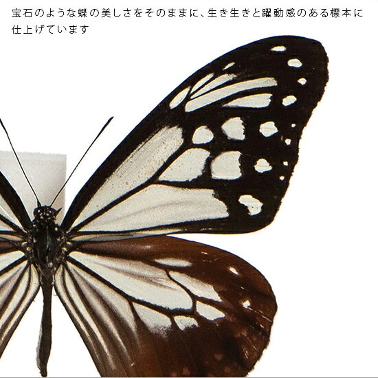 昆虫標本 蝶の標本 アサギマダラ メタリック調ライトフレーム 19cm角 2