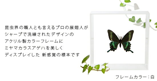 昆虫標本 蝶の標本 ミヤマカラスアゲハ アクリルフレーム 15cm角 白 2