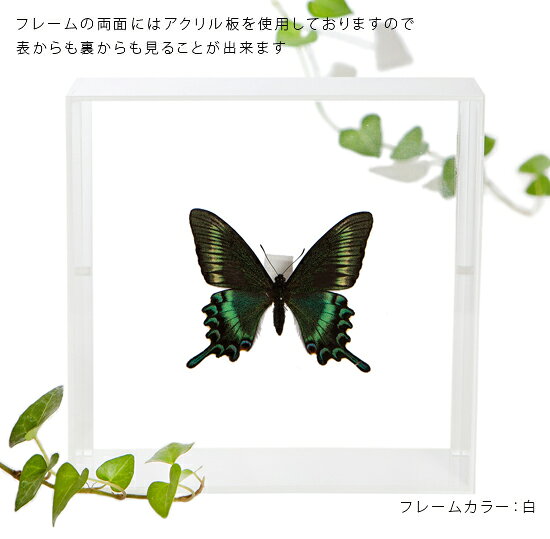 ����ɸ�� ĳ��ɸ�� �ߥ�ޥ��饹������ �������ե졼�� 15cm�� ��