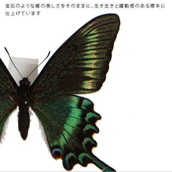 昆虫標本 蝶の標本 ミヤマカラスアゲハ メタリ...の紹介画像2