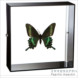 昆虫標本 蝶の標本 ミヤマカラスアゲハ アクリルフレーム 15cm角 黒