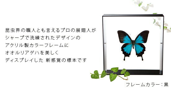 昆虫標本 蝶の標本 オオルリアゲハ アクリルフレーム 20cm角 黒 2