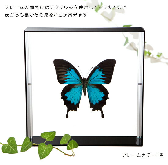 ����ɸ�� ĳ��ɸ�� ������ꥢ���� �������ե졼�� 20cm�� ��