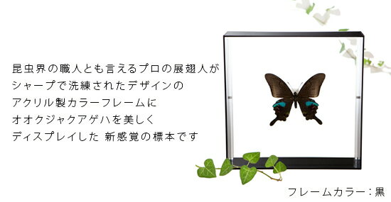昆虫標本 蝶の標本 オオクジャクアゲハ アクリルフレーム 20cm角 黒