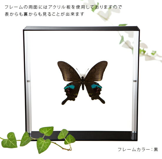 昆虫標本 蝶の標本 オオクジャクアゲハ アクリルフレーム 20cm角 黒