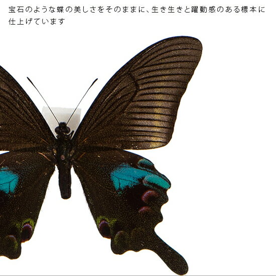 昆虫標本 蝶の標本 オオクジャクアゲハ メタリック調ライトフレーム 24cm角 2